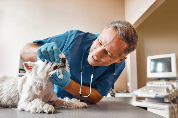 Best Tooth Pain Emergency Relief  in Loretto, PA